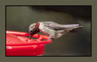 18 3 15 3358 Broad-tailed Hummingbird