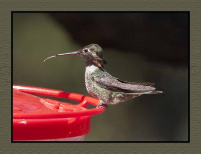 18 3 15 3359 Broad-tailed Hummingbird