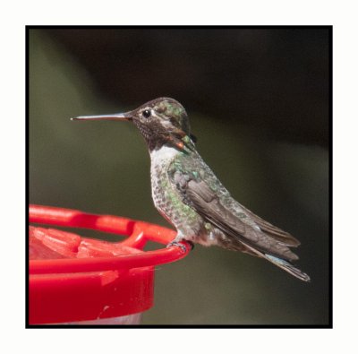 18 3 15 3360 Broad-tailed Hummingbird