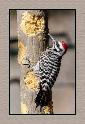 18 3 15 2882 Ladder-backed Woodpecker