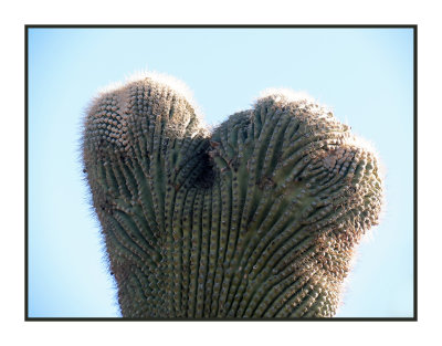 18 1 17 8864 Incipient Crested Saguaro at Bush Hwy and Usery