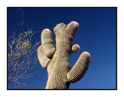 18 1 17 8866 Incipient Crested Saguaro at Bush Hwy and Usery