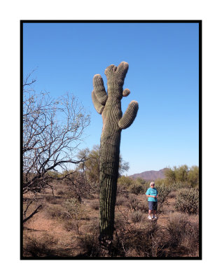 18 1 17 8867 Incipient Crested Saguaro at Bush Hwy and Usery
