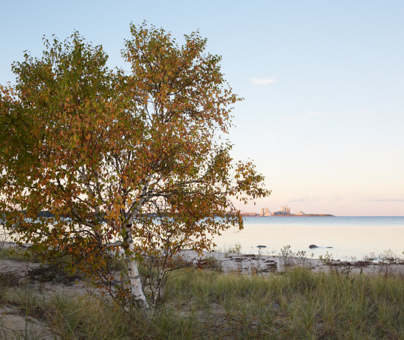 Birch by the Bay 