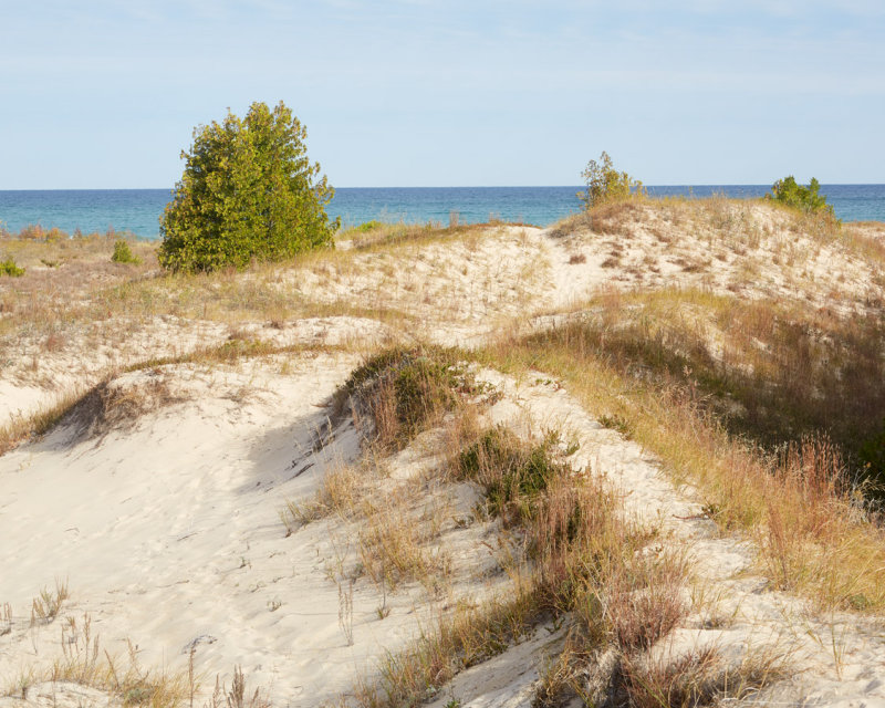 Dune Paths 