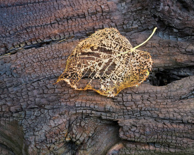 Leaf on a Log 