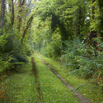 Overgrown Towpath 