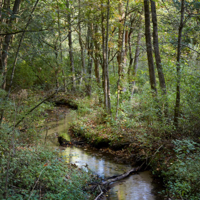 Little Stream in the Woods, September '17