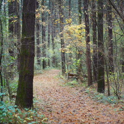 Needles and Leaves 