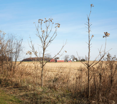 Hedge and Field 