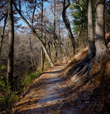 Shadowy Trail 