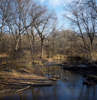 Tangled Floodplain 