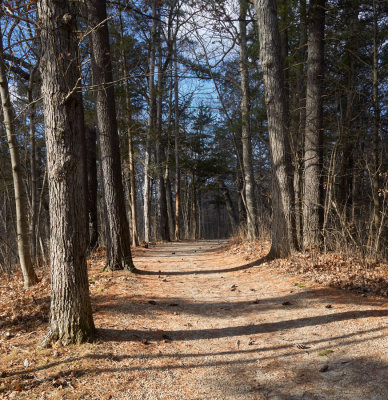 Pine Cones on the Path 