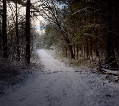 Fresh Snow in the Woods 