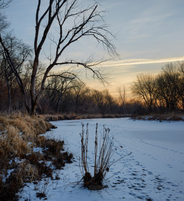 Critter Tracks 