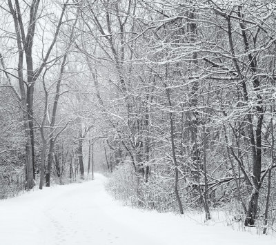 Winter Path 