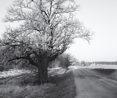 Morning Light at Hay Road 