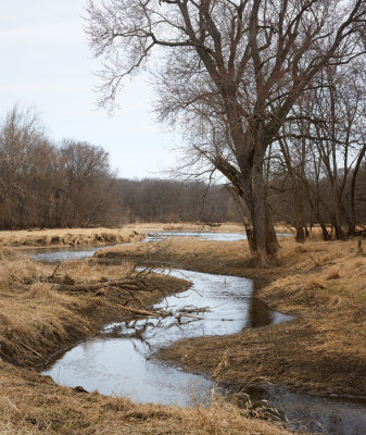 Floodplain Creek 