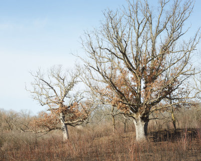 Pair of Oaks