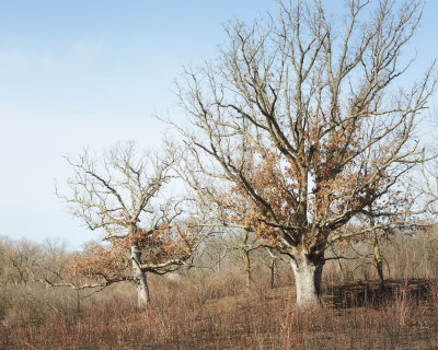 Pair of Oaks 