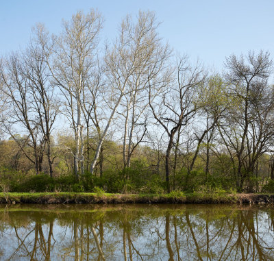 Canalside Trees 