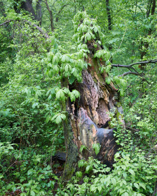 Overgrown Stump 