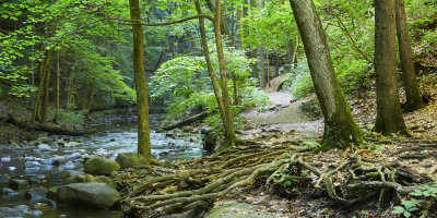 Rocks and Roots 