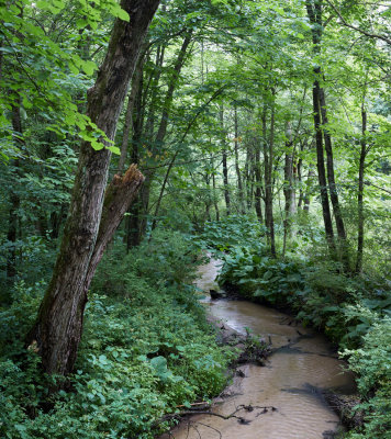 Little Stream in the Woods, June 