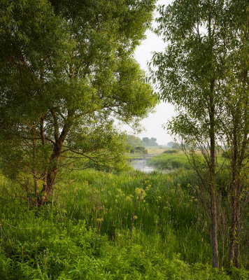 Willows along Battle Creek 