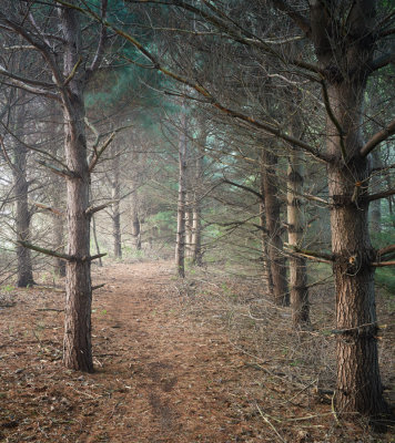 Pine Path 