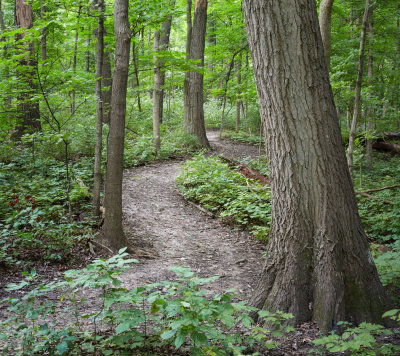 John Husar Trail 
