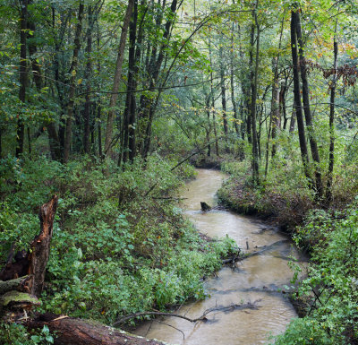 Little Stream in the Woods, September '18
