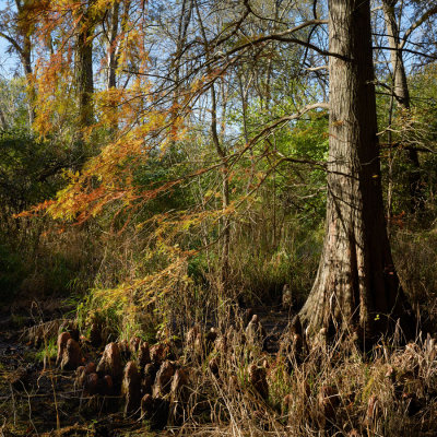 October Cypress 