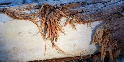 Driftwood Bark 