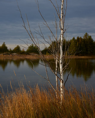 Beach Pool Birch 