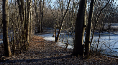 Path Past the Floodplain Pond