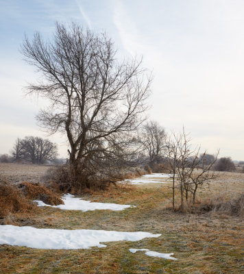 Remnant Snow