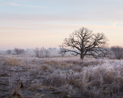 Morning Prairie Frost