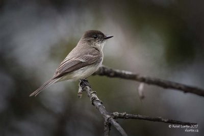 Moucherolle phébi / Eastern Phoebe