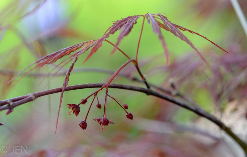 DSC_7990LR PF.jpg