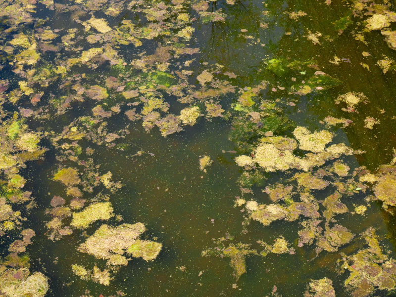 P1160078LR PF.jpg