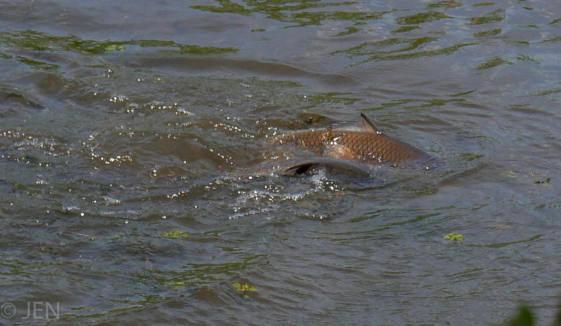 P1160142LR PF.jpg