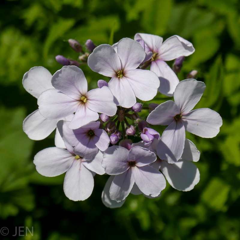 P1160177LR PF.jpg