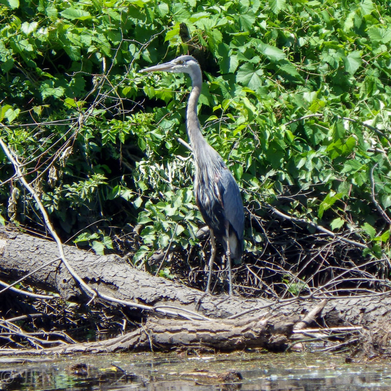IMGP1159LR PF.jpg