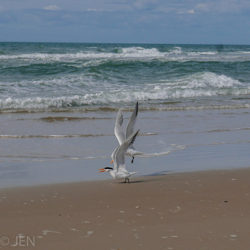 P1210427LR PF.jpg