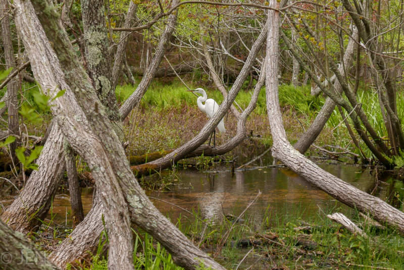 P1210494LR PF.jpg