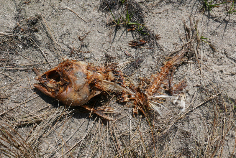 P1210560LR PF.jpg