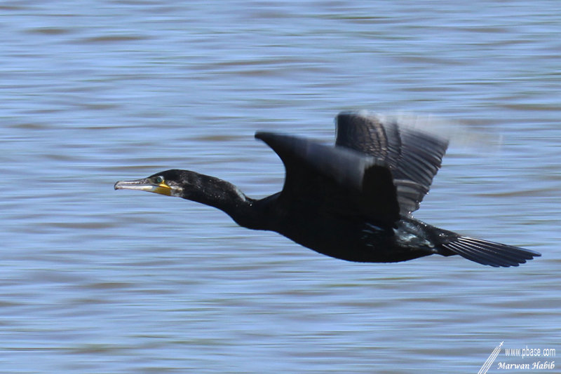 Cormorant / Cormoran