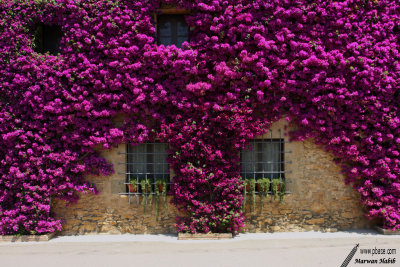 Bougainvillea /  Bougainvilliers