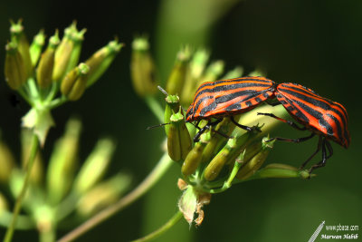 Italian striped bug / Punaise Arlequin